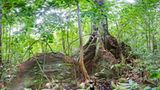 Ausschnitte der Waldbilder von Ralf Darius - Bild 6