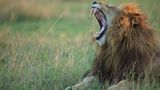 Raubkatzen: Im Reich der Löwen und Geparden - Bild 2