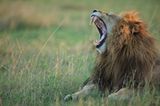 Raubkatzen: Im Reich der Löwen und Geparden - Bild 2