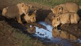 Raubkatzen: Im Reich der Löwen und Geparden - Bild 4
