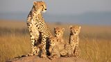 Raubkatzen: Im Reich der Löwen und Geparden - Bild 5