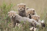 Raubkatzen: Im Reich der Löwen und Geparden - Bild 6