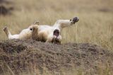 Raubkatzen: Im Reich der Löwen und Geparden - Bild 7