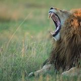 Fotogalerie: Im Reich der Raubkatzen - Bild 2