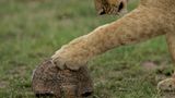 Fotogalerie: Im Reich der Raubkatzen - Bild 3