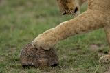 Fotogalerie: Im Reich der Raubkatzen - Bild 3