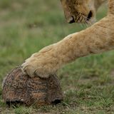 Fotogalerie: Im Reich der Raubkatzen - Bild 3