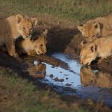 Fotogalerie: Im Reich der Raubkatzen - Bild 4