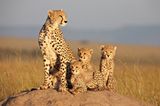 Fotogalerie: Im Reich der Raubkatzen - Bild 5