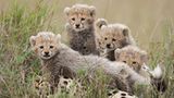 Fotogalerie: Im Reich der Raubkatzen - Bild 6