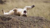 Fotogalerie: Im Reich der Raubkatzen - Bild 7
