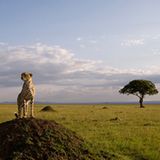 Fotogalerie: Im Reich der Raubkatzen - Bild 8