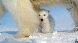 Aug in Aug mit den Eisbären
