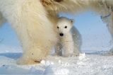 Aug in Aug mit den Eisbären