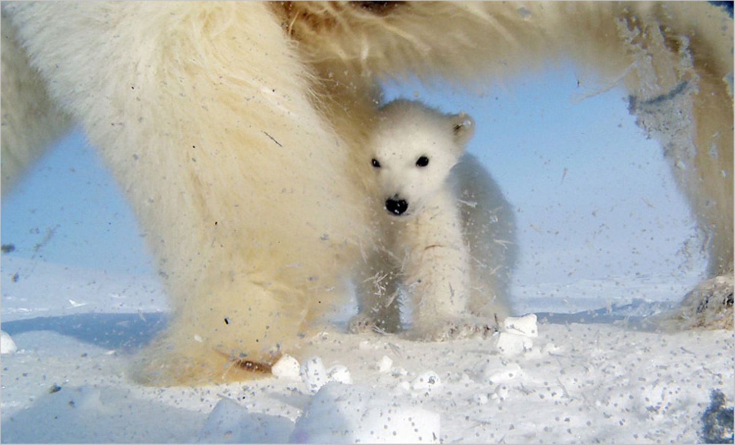 Aug in Aug mit den Eisbären