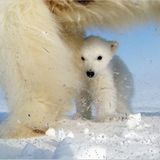 Aug in Aug mit den Eisbären