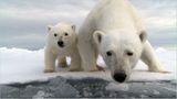 Aug in Aug mit den Eisbären - Bild 2