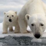 Aug in Aug mit den Eisbären - Bild 2