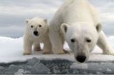 Aug in Aug mit den Eisbären - Bild 2
