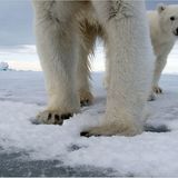 Aug in Aug mit den Eisbären - Bild 3