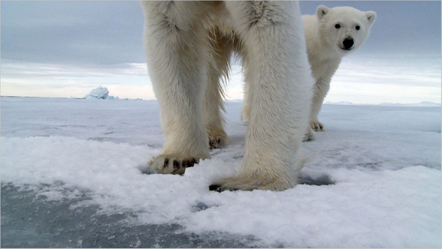 Aug in Aug mit den Eisbären - Bild 3