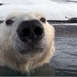 Aug in Aug mit den Eisbären - Bild 4