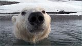 Aug in Aug mit den Eisbären - Bild 4