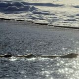 Aug in Aug mit den Eisbären - Bild 5