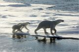 Aug in Aug mit den Eisbären - Bild 6