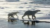 Aug in Aug mit den Eisbären - Bild 6