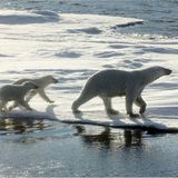 Aug in Aug mit den Eisbären - Bild 6