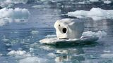 Aug in Aug mit den Eisbären - Bild 7
