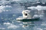 Aug in Aug mit den Eisbären - Bild 7
