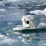 Aug in Aug mit den Eisbären - Bild 7