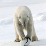 Aug in Aug mit den Eisbären - Bild 9