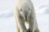 Aug in Aug mit den Eisbären - Bild 9