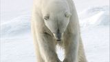 Aug in Aug mit den Eisbären - Bild 9