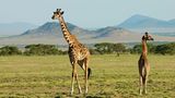 Giraffen