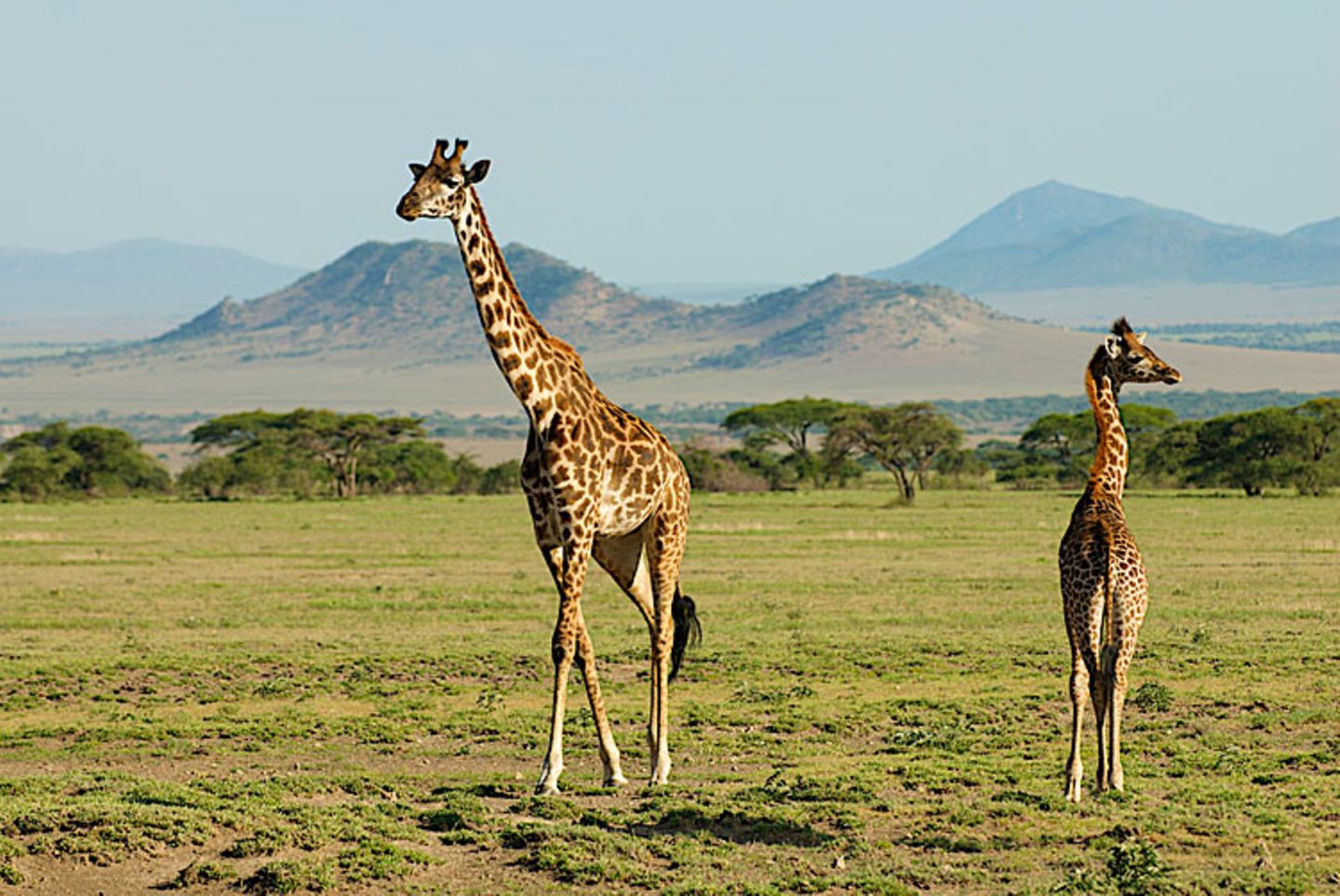 Giraffen