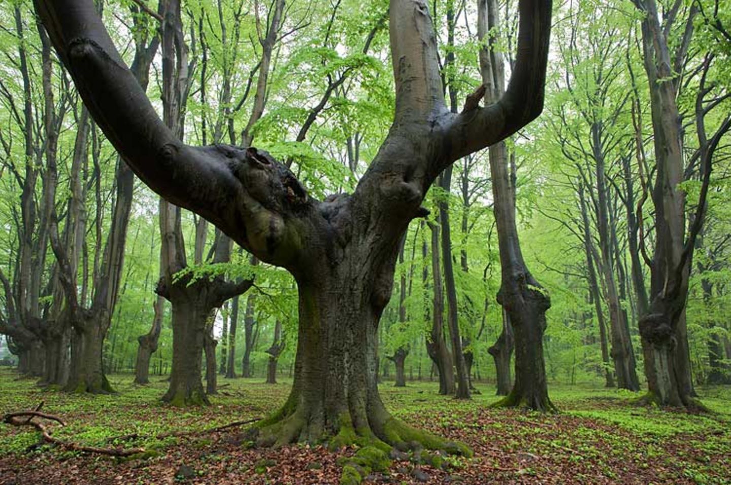 Wald