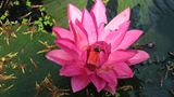 Lotosblüte