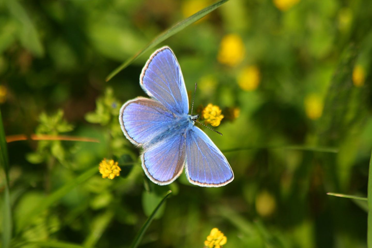 Leserfoto des Tages: Mai 2012 - Bild 11