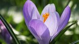 Krokus