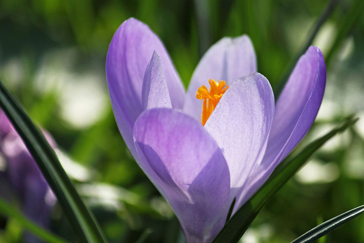 Krokus