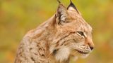 Luchs