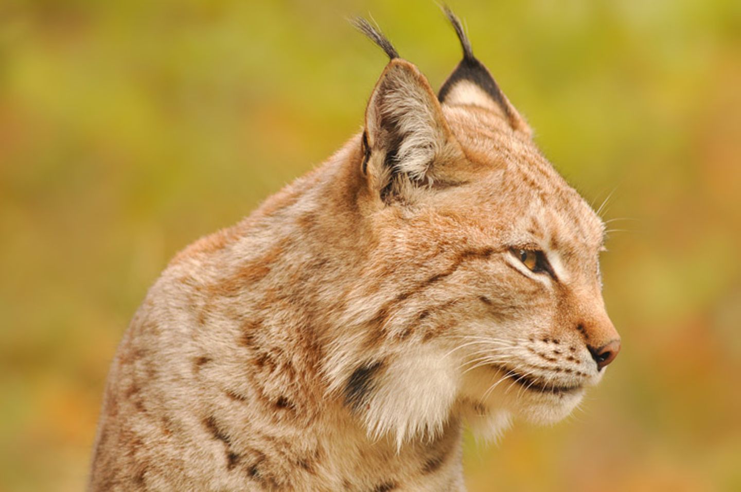 Luchs