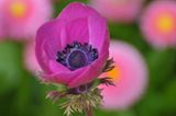Blume