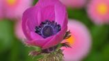 Blume
