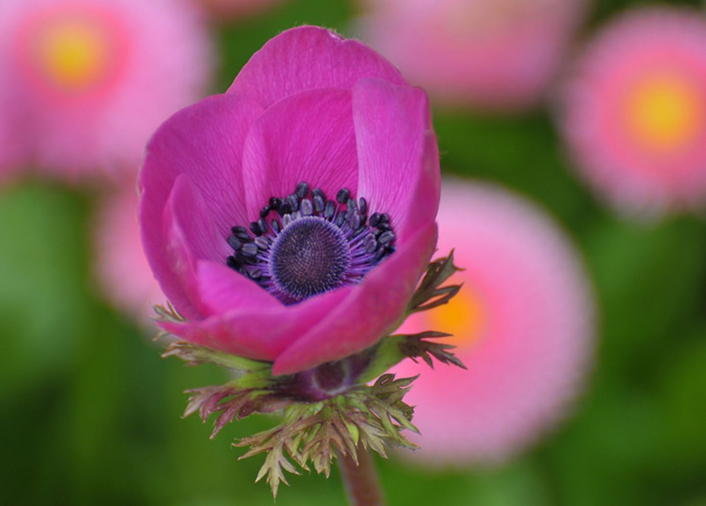 Blume