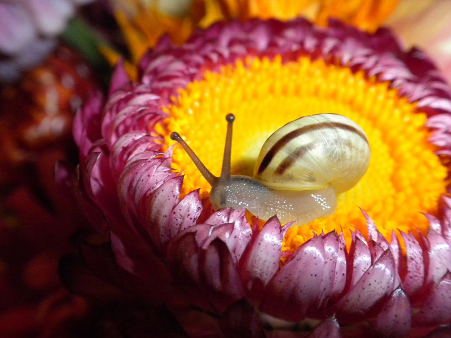 Schnecke